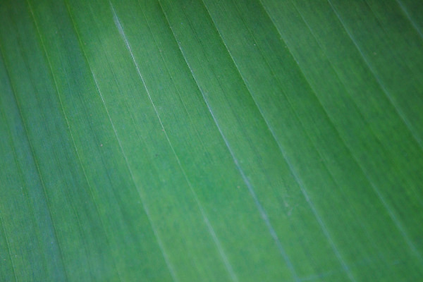 포토 JPG 해외이미지 나무 식물 디자인 음식 여행 백그라운드 잎 패턴 과일 자연 벽지 새로움 바나나 건강 사람없음 야외 초록색 빛 환경 정원 봄 성장 나뭇가지 신선 닫기 숲 먹기 묘사 유기농 질감 정맥 내추럴 엘리먼트 해외202004 해외포토 웰빙 계절 컬러 컨셉 무늬 모션 생태계 혈관 파일형식 이미지허브