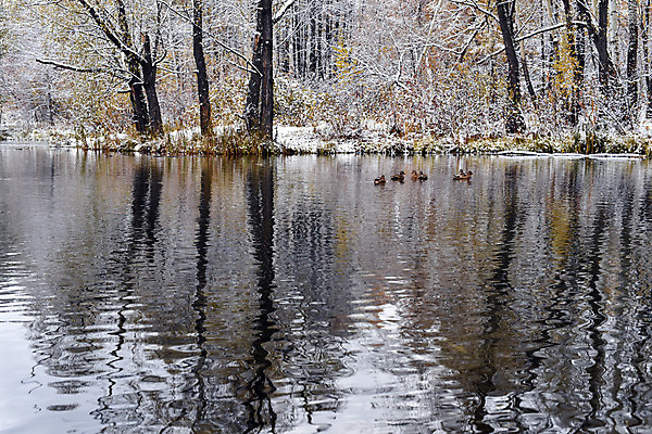 포토 JPG 해외이미지 나무 계절 물결 백그라운드 자연 하늘 표면 날씨 오리 사람없음 물 강 반사 냉동 얼음 수영 어둠 추위 가을 흰색 신선 시원함 11월 장면 10월 내추럴 잔물결 해외202004 해외포토 자연요소 식물 컬러 조류 수상스포츠 날짜 생태계 파일형식 이미지허브