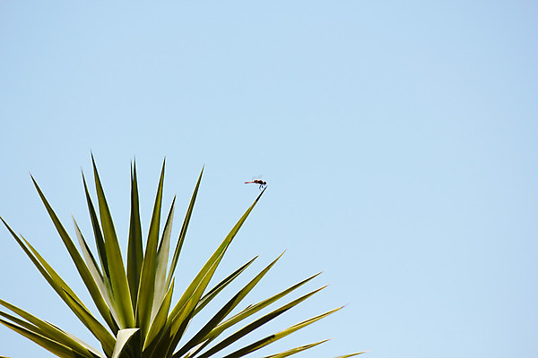 포토 JPG 해외이미지 나무 식물 곤충 백그라운드 컨셉 잎 날개 자연 하늘 성공 추상 손바닥 사람없음 가로 빨간색 초록색 파란색 빛 사진촬영 끝 벌레 잠자리 정상 꼬리 첨탑 남아프리카 카피스페이스 해외202004 해외포토 동물 손 컬러 무늬 아프리카 탑 촬영 공백 생태계 파일형식 이미지허브