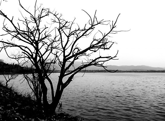 포토 JPG 해외이미지 모양 나무 식물 디자인 계절 공원 실루엣 호수 백그라운드 낙엽 겨울 패턴 자연 추상 왕관 프레임 건조 사람없음 야외 목재 장식 강 환경 검은색 가을 흰색 나뭇가지 죽음 숲 댐 에코 질감 내추럴 벌거벗은 엘리먼트 옛날 혼자 해외202004 해외포토 공공시설 컬러 잎 무늬 재료 촬영기법 생태계 파일형식 이미지허브