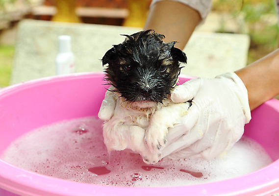 포토 JPG 해외이미지 동물 손 행복 얼굴 신체 태국 수영장 털 통 건강 사람 사람없음 물 반려동물 갈색 머리 금속 검은색 목욕 거품 젖음 욕실 흰색 신선 개 강아지 씻기 빨래 작음 플라스틱 청소 비누 샴푸 송곳니 돌봄 샤워실 해외202004 해외포토 자연요소 감정 아시아 컬러 가사 포유류 모션 재질 신체부위 위생용품 청결 치아 크기 샤워시설 파일형식 이미지허브