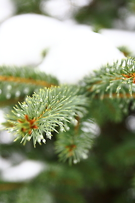 포토 JPG 해외이미지 나무 식물 백그라운드 크리스마스 겨울 패턴 공 자연 휴가 풍경 사람없음 야외 목재 장식 초록색 흰색 소나무 12월 질감 강렬 노엘 땅바닥 눈내림 해외202004 해외포토 계절 기념일 컬러 무늬 재료 바닥 눈_날씨 날짜 생태계 파일형식 이미지허브