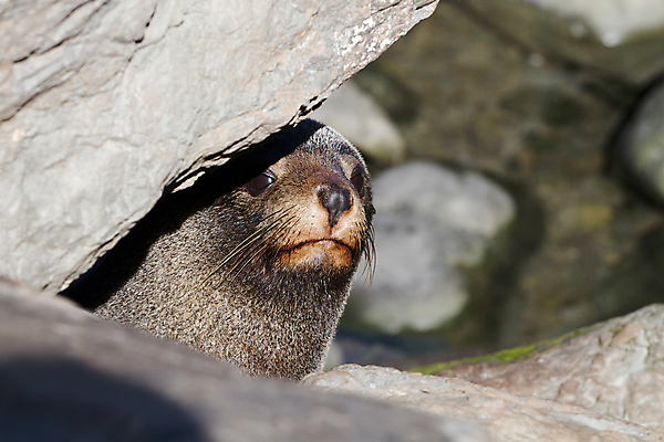 포토 JPG 해외이미지 동물 포유류 사람없음 물개 뉴질랜드 해외202004 해외포토 바다동물 오세아니아 파일형식 이미지허브
