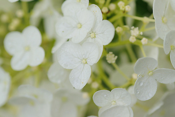 포토 JPG 해외이미지 식물 꽃잎 꽃 아시아 꽃다발 백그라운드 잎 꽃무늬 패턴 자연 사람없음 야외 장식 가로 초록색 물 여름 컬러풀 정원 일본 봄 벚꽃 흰색 물방울 나뭇가지 개화 도쿄 이슬 묘사 원예 질감 보케 수국 라일락 동물상 블러 그리너리 해외202004 해외포토 자연요소 나무 계절 나라 컬러 무늬 취미 조형물 생태계 파일형식 트랜드컬러 이미지허브