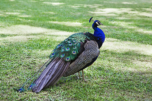 포토 JPG 해외이미지 동물 1 공원 남자 아시아 야생동물 자연 조류 서기 잔디 사람없음 야외 옆모습 가로 초록색 여름 파란색 컬러풀 걷기 활발 우아함 공작 깃털 꼬리 웅장함 터키석 해외202004 해외포토 식물 계절 공공시설 나라 뷰포인트 컬러 컨셉 모션 사람 보석 생태계 파일형식 이미지허브