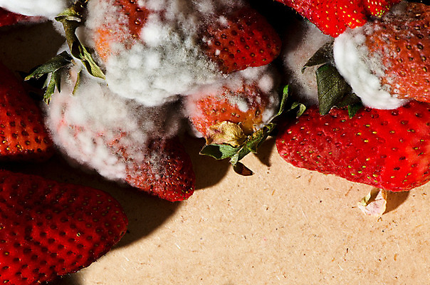 포토 JPG 해외이미지 식물 열매 문화 음식 과일 자연 딸기 사람없음 목재 빨간색 초록색 농작물 상자 흰색 닫기 플라스틱 자르기 심볼 유기농 낭비 내추럴 나쁜 고립 곰팡이 썩음 옛날 해로움 해외202004 해외포토 나무 웰빙 컬러 컨셉 농업 재료 모션 재질 생태계 파일형식 이미지허브