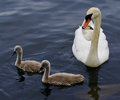 포토 JPG 해외이미지 응시 호수 어린이 오렌지 가족 조류 병아리 손잡이 사람없음 물 머리 검은색 수영 힘 회색 흰색 자신감 먹기 깃털 백조 목 계산서 돌봄 벙어리 해외202004 해외포토 자연요소 동물 시선 감정 컬러 과일 관계 모션 사람 신체부위 수상스포츠 파일형식 이미지허브