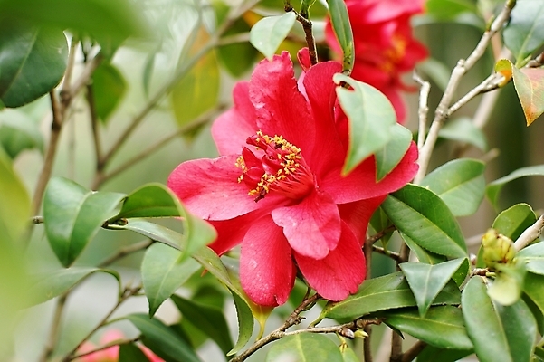 포토 JPG 해외이미지 꽃 사람없음 벚꽃 비용 해외202004 해외포토 식물 경제 파일형식 이미지허브