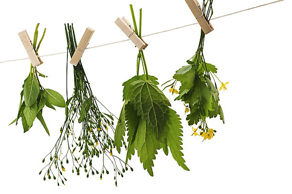 포토 JPG 해외이미지 식물 꽃 줄기 잎 매달리기 건강 요리 사람없음 가로 초록색 노란색 흰색 개화 약초 자르기 민트 허브 고립 자연요법 카피스페이스 해외202004 해외포토 컬러 모션 공백 풀_식물 파일형식 이미지허브