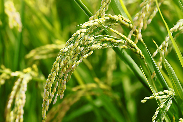 포토 JPG 해외이미지 아시아 음식 백그라운드 자연 하늘 밥 동양인 풍경 사람없음 야외 초록색 농작물 농장 농경지 시골 황금 낟알 땅 유기농 내추럴 논밭 해외202004 해외포토 웰빙 나라 컬러 밭 농업 논 인종 생태계 파일형식 이미지허브