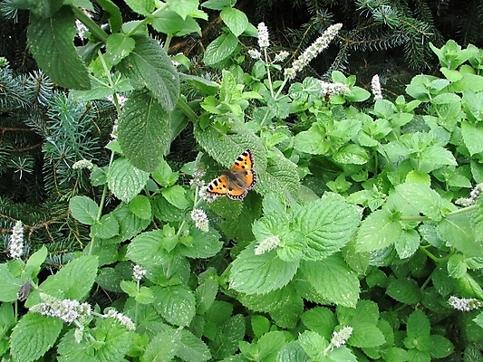 포토 JPG 해외이미지 식물 꽃 나비 잎 사람없음 약 주방 개화 허브 해외202004 해외포토 곤충 의학 파일형식 이미지허브