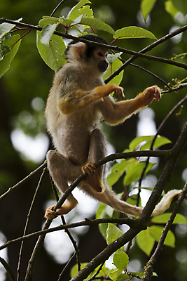 포토 JPG 해외이미지 나무 야생동물 잎 포유류 동물원 사람없음 야외 가로 초록색 갈색 노란색 검은색 나뭇가지 원숭이 해외202004 해외포토 식물 동물 컬러 파일형식 이미지허브