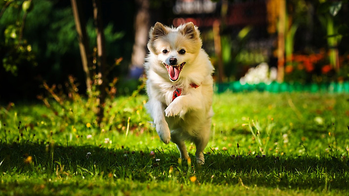 포토 JPG 해외이미지 동물 포즈 백그라운드 자연 사람없음 여름 반려동물 달리기 점프 흰색 개 작음 모피 크림 속도 솜털 송곳니 유래 포메라니안 해외202004 해외포토 계절 컬러 포유류 모션 치아 크기 생태계 파일형식 이미지허브