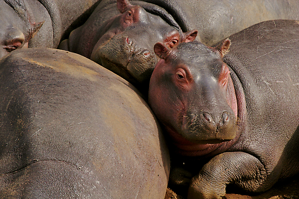 포토 JPG 해외이미지 동물 한마리 공원 얼굴 야생동물 포유류 가족 아프리카 자연 휴식 국립공원 사람없음 강 연못 보호 위험 큼 엉덩이 비만 자연백그라운드 진흙 하마 케냐 무거움 대가리 초식 해외202004 해외포토 1 공공시설 나라 백그라운드 컨셉 관계 신체부위 무게 크기 몸매 생태계 파일형식 이미지허브
