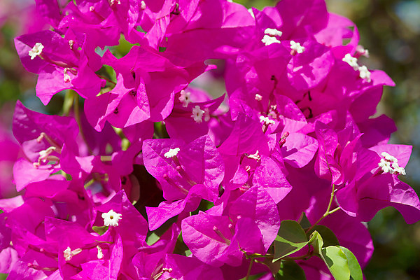 포토 JPG 해외이미지 식물 계절 꽃 문화 분홍색 백그라운드 잎 자연 하늘 기술 사람없음 야외 장식 빨간색 세로 초록색 여름 파란색 햇빛 정원 보라색 침묵 봄 활발 벚꽃 신선 지중해 그리스 화산 포도나무 그리스인 미코노스섬 웅장함 해외202004 해외포토 서양인 유럽 바다 컬러 섬 컨셉 산 태양 소리 과일나무 생태계 파일형식 이미지허브