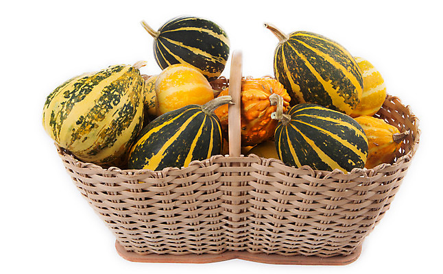 포토 JPG 해외이미지 식물 계절 음식 다이어트 채소 오렌지 과일 자연 호박 휴가 건강 옥수수 사람없음 야외 장식 빨간색 여름 컬러풀 농장 노란색 바구니 맑음 축제 할로윈 수확 가을 흰색 신선 시장 작음 인도인 먹기 심볼 오브젝트 유기농 추수감사절 스쿼시 내추럴 고립 땅바닥 숙성 해외202004 해외포토 외국인 웰빙 기독교 스포츠 컬러 농업 모션 날씨 곡류 바닥 동양인 구기 크기 생태계 파일형식 이미지허브