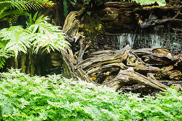 포토 JPG 해외이미지 나무 식물 외관 공원 잎 자연 휴식 풍경 사람없음 야외 장식 초록색 여름 빛 환경 정원 봄 폭포 성장 신선 작음 내추럴 미니 양치류 엘리먼트 미니멀 해외202004 해외포토 계절 공공시설 컬러 컨셉 크기 생태계 파일형식 이미지허브