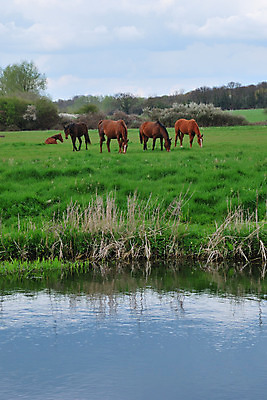 포토 JPG 해외이미지 동물 구름 영어 유럽 밭 농업 자연 하늘 풍경 사람없음 야외 초록색 물 여름 파란색 반려동물 강 농장 걷기 봄 시골 먹기 장면 해외202004 해외포토 자연요소 문자 계절 나라 산업 컬러 모션 생태계 파일형식 이미지허브