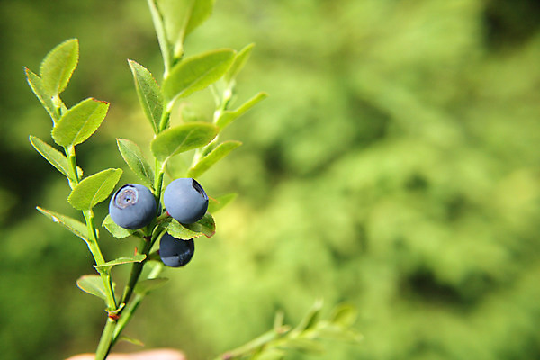 포토 JPG 해외이미지 열매 음식 백그라운드 잎 농업 과일 공 자연 아침 디저트 건강 사람없음 초록색 여름 파란색 쇼핑 농장 상점 주스 젖음 수확 나뭇가지 신선 시장 선택 달콤 맛 그림 유기농 블루베리 머핀 성분 8월 7월 영양소 월귤 타르트 해외202004 해외포토 주간 나무 식물 웰빙 계절 산업 음료 빵 컬러 컨셉 날짜 생태계 파이_빵 파일형식 이미지허브