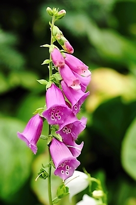 포토 JPG 해외이미지 식물 계절 꽃잎 꽃 분홍색 섬 꽃무늬 자연 사람없음 야외 초록색 여름 약 머리 정원 보라색 봄 들꽃 벚꽃 신선 약초 숲 허브 제비꽃 향기 꽃가루 남쪽 내추럴 서쪽 영원 해외202004 해외포토 컬러 무늬 의학 신체부위 풀_식물 가루 방향 생태계 냄새 파일형식 이미지허브