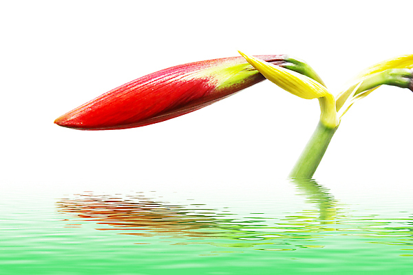 포토 JPG 해외이미지 스튜디오촬영 식물 꽃잎 꽃 줄기 꽃다발 잎 자연 사람없음 빨간색 세로 초록색 물 컬러풀 한개 활발 흰색 신선 떨어짐 다발 흰배경 향기 꽃가루 고립 꽃수술 해외202004 해외포토 자연요소 1 컬러 백그라운드 컨셉 실내 가루 생태계 냄새 파일형식 이미지허브