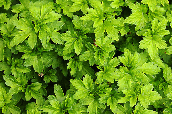 포토 JPG 해외이미지 식물 백그라운드 컨셉 잎 패턴 자연 사람없음 초록색 물 한개 봄 젖음 성장 신선 떨어짐 이슬 작음 순수 유기농 내추럴 심기 해외202004 해외포토 자연요소 1 웰빙 계절 컬러 무늬 모션 크기 생태계 파일형식 이미지허브