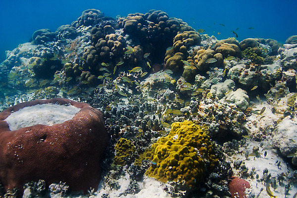포토 JPG 해외이미지 야생동물 바다 학교 자연 열대 어류 풍경 사람없음 물 컬러풀 바닷속 수중 미국 다양 스노클링 산호 다이빙 암초 석호 깊이 동물상 소금물 이국적 해외202004 해외포토 자연요소 동물 교육 컬러 다수 북아메리카 조형물 수영 수중동물 수상스포츠 자포동물 생태계 수중스포츠 파일형식 이미지허브