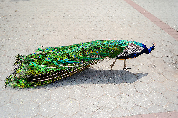 포토 JPG 해외이미지 전신 동물 자연 조류 생물 동물원 서기 사람없음 옆모습 가로 초록색 파란색 컬러풀 걷기 활발 바퀴 공작 깃털 꼬리 동물상 해외202004 해외포토 뷰포인트 컬러 컨셉 모션 조형물 생태계 파일형식 이미지허브