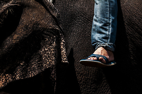 포토 JPG 해외이미지 동물 아시아 야생동물 여행 포즈 포유류 태국 자연 코끼리 동양인 사람없음 공연 승차 큼 쇼 복종 해외202004 해외포토 나라 모션 인종 이벤트 크기 생태계 파일형식 이미지허브