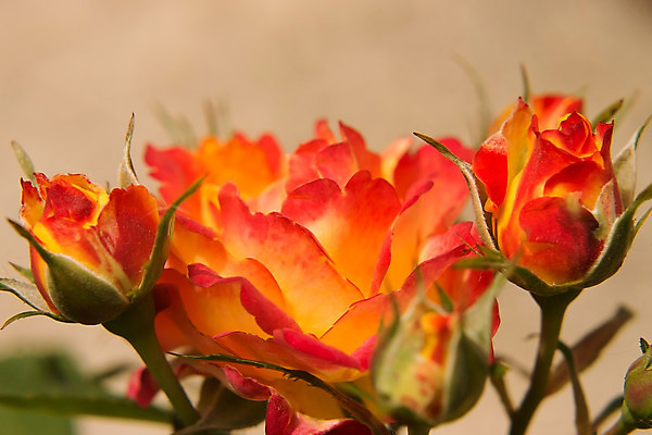 포토 JPG 해외이미지 식물 꽃잎 꽃 백그라운드 꽃무늬 오렌지 사람없음 빨간색 장미 정원 벚꽃 해외202004 해외포토 컬러 무늬 과일 파일형식 이미지허브