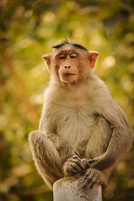 포토 JPG 해외이미지 나무 동물 공원 아시아 얼굴 야생동물 백그라운드 포유류 자연 흑백 동양인 사람없음 야외 갈색 환경 검은색 코트 원숭이 표현 닫기 숲 인도인 먹기 명상 호기심 유인원 보닛 동물상 전국 카피스페이스 해외202004 해외포토 외국인 식물 공공시설 감정 나라 컬러 컨셉 모션 자동차 촬영기법 인종 신체부위 조형물 공백 외투 생태계 파일형식 이미지허브