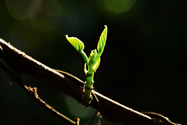 포토 JPG 해외이미지 나무 식물 꽃 잎 자연 새로움 생물 사람없음 목재 초록색 빛 햇빛 새싹 어둠 벚꽃 나뭇가지 작음 광 해외202004 해외포토 컬러 컨셉 재료 태양 크기 생태계 파일형식 이미지허브