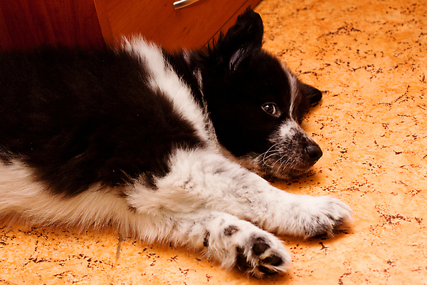 포토 JPG 해외이미지 동물 응시 포즈 가구 실내 사람없음 내부 반려동물 검은색 흰색 개 강아지 거짓말 해외202004 해외포토 시선 컬러 생활용품 포유류 파일형식 이미지허브
