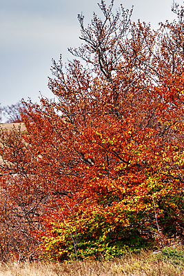 포토 JPG 해외이미지 나무 식물 계절 공원 도로 길 잎 오렌지 자연 풍경 사람없음 야외 빨간색 초록색 빛 컬러풀 갈색 노란색 환경 활발 하이킹 가을 나뭇가지 시골 신선 황금 숲 11월 속도 장면 10월 내추럴 해외202004 해외포토 공공시설 컬러 컨셉 과일 교통시설 레저 날짜 생태계 파일형식 이미지허브