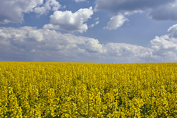 포토 JPG 해외이미지 나무 식물 구름 계절 꽃 산업 잎 밭 농업 자연 하늘 아침 날씨 풍경 사람없음 야외 초록색 여름 파란색 농작물 농장 노란색 봄 성장 흰색 시골 개화 황금 땅 언덕 장면 넘어짐 수평선 세련 해외202004 해외포토 주간 자연요소 컬러 모션 생태계 파일형식 이미지허브