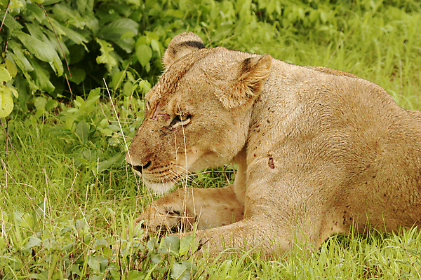 포토 JPG 해외이미지 동물 공원 얼굴 야생동물 새끼 백그라운드 포유류 아프리카 자연 사람없음 야외 환경 고양이 힘 황무지 위험 사자 큼 왕 사파리 리더 육식동물 갈기 사냥꾼 멸종 케냐 사자자리 동쪽 내추럴 마사이족 세렝게티 웅장함 전국 해외202004 해외포토 직업 공공시설 나라 컨셉 신체부위 반려동물 별자리 크기 방향 생태계 파일형식 이미지허브
