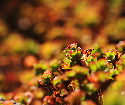 포토 JPG 해외이미지 나무 식물 계절 백그라운드 잎 오렌지 자연 아침 추상 사람없음 빨간색 초록색 컬러풀 노란색 가을 최고 9월 질감 보케 땅바닥 블러 해외202004 해외포토 주간 컬러 무늬 과일 바닥 날짜 생태계 파일형식 이미지허브