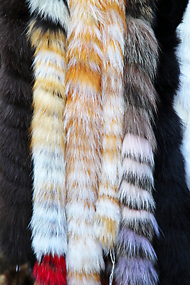 포토 JPG 해외이미지 동물 털 사람없음 유행 가죽 피부 꼬리 내추럴 스타일 해외202004 해외포토 신체부위 파일형식 이미지허브