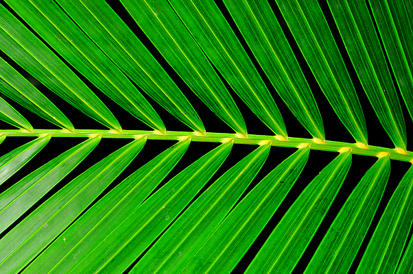 포토 JPG 해외이미지 식물 디자인 백그라운드 올림픽 잎 패턴 자연 놀이 표면 추상 사람없음 야외 초록색 여름 빛 디지털 봄 줄무늬 성장 실 땅 유기농 원예 질감 지역 손질 내추럴 거짓 떠남 발생 엘리먼트 효과 해외202004 해외포토 웰빙 계절 스포츠 컬러 무늬 모션 취미 생태계 파일형식 이미지허브