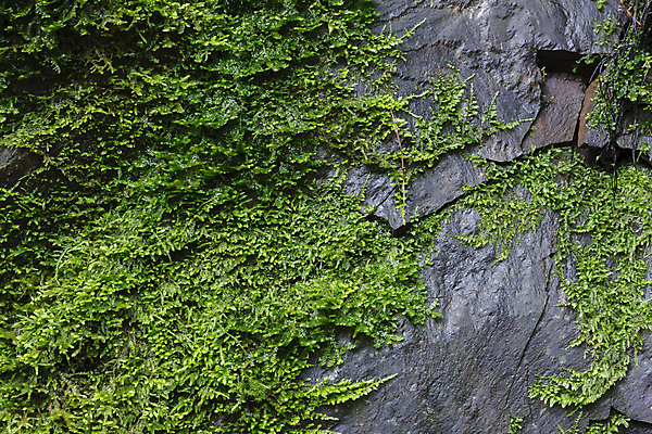 포토 JPG 해외이미지 나무 공원 여행 백그라운드 잎 모션 자연 이끼 풍경 사람없음 야외 초록색 물 강 환경 골짜기 폭포 흐름 개울 황무지 떨어짐 숲 실크 언덕 캘리포니아 암초 생태학 양치류 그리너리 해외202004 해외포토 자연요소 식물 공공시설 교육 컬러 컨셉 미국 직물 생태계 파일형식 트랜드컬러 이미지허브