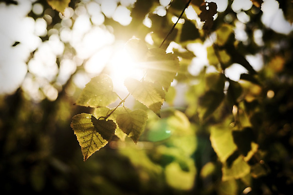 포토 JPG 해외이미지 나무 식물 공원 백그라운드 낙엽 잎 자연 하늘 왕관 건조 풍경 사람없음 야외 목재 빛 햇빛 태양 노란색 환경 맑음 덮개 광선 가을 나뭇가지 신선 황금 보호 정상 숲 큼 내추럴 웅장함 그리너리 해외202004 해외포토 자연요소 계절 공공시설 컬러 컨셉 재료 날씨 뚜껑 크기 생태계 파일형식 트랜드컬러 이미지허브