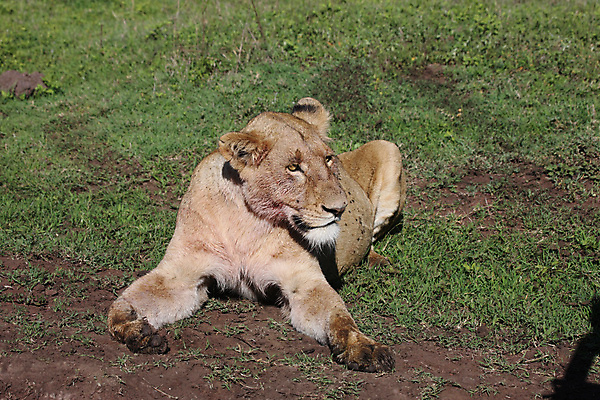 포토 JPG 해외이미지 동물 공원 얼굴 야생동물 새끼 백그라운드 포유류 아프리카 자연 사람없음 야외 환경 고양이 힘 황무지 위험 사자 큼 왕 사파리 리더 육식동물 갈기 사냥꾼 멸종 케냐 사자자리 동쪽 내추럴 마사이족 세렝게티 웅장함 전국 해외202004 해외포토 직업 공공시설 나라 컨셉 신체부위 반려동물 별자리 크기 방향 생태계 파일형식 이미지허브