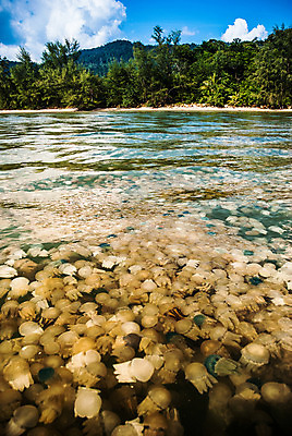 포토 JPG 해외이미지 꽃 호수 바다 섬 종류 어류 사람없음 초록색 물 컬러풀 수중 구멍 해조류 변화 황금 산호 보호 수집 싱크대 생태계 생물학 태평양 암초 젤리 서식지 해파리 생태학 석회암 소금물 인구 해외202004 해외포토 자연요소 식물 교육 컬러 컨셉 디저트 수중동물 암석 해양식물 자포동물 개수대 파일형식 이미지허브