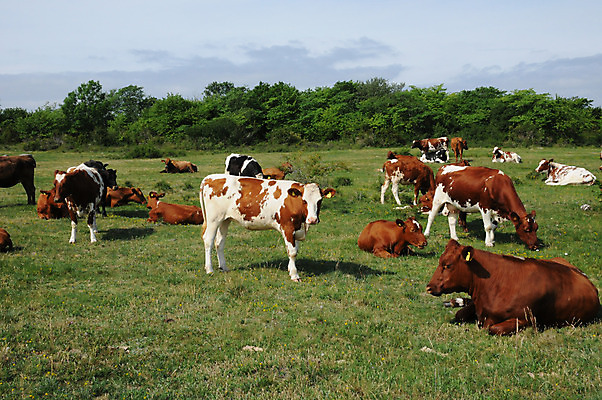 포토 JPG 해외이미지 동물 음식 농업 자연 육류 사람없음 농장 우유 시골 소 먹기 해외202004 해외포토 산업 식재료 포유류 모션 유제품 생태계 파일형식 이미지허브