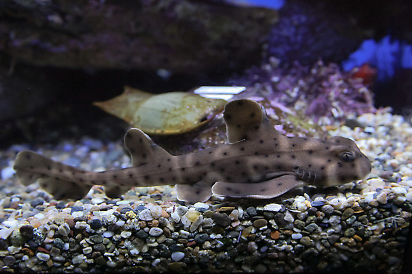 포토 JPG 해외이미지 사람없음 수중 상어 수족관 해외202004 해외포토 어류 파일형식 이미지허브