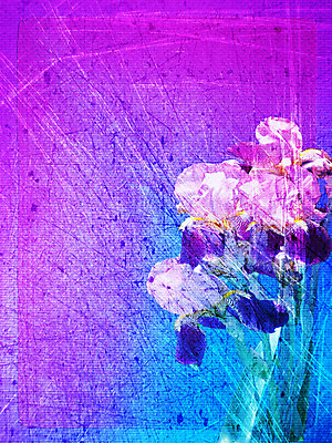 포토 JPG 해외이미지 식물 디자인 계절 꽃 종이 백그라운드 꽃무늬 일러스트 자연 벽지 프레임 발렌타인데이 미술 사람없음 그래픽 장식 여름 장미 봄 수확 골동품 벚꽃 거친 개화 떨어짐 질감 복고 찢어짐 내추럴 옛날 효과 해외202004 해외포토 컨셉 무늬 농업 모션 데이이벤트 문화예술 생태계 파일형식 이미지허브