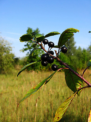 포토 JPG 해외이미지 식물 계절 열매 꽃다발 백그라운드 잎 밭 자연 씨앗 사람없음 빨간색 초록색 여름 마을 정원 검은색 신선 원형 작음 다발 만족 그림 향기 늑대 내추럴 숙성 식용 해외202004 해외포토 도형 꽃 감정 컬러 농업 포유류 크기 생태계 냄새 파일형식 이미지허브
