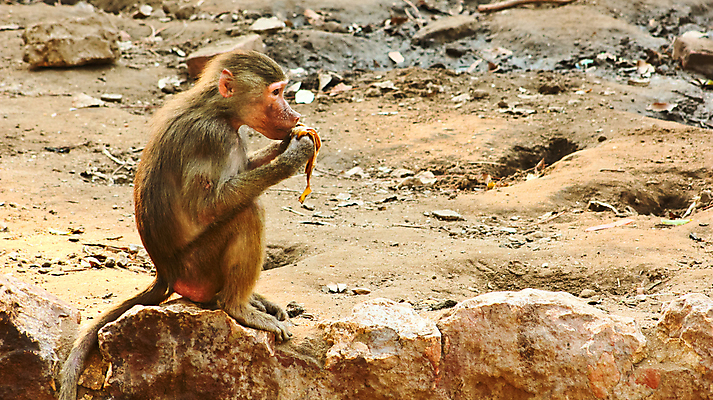포토 JPG 해외이미지 동물 계절 공원 아시아 여행 백그라운드 포유류 아프리카 자연 생물 동물원 이집트 종류 미술 사람없음 야외 반려동물 환경 원숭이 황무지 숲 모피 유인원 포트폴리오 해외202004 해외포토 공공시설 나라 문화예술 생태계 파일형식 이미지허브