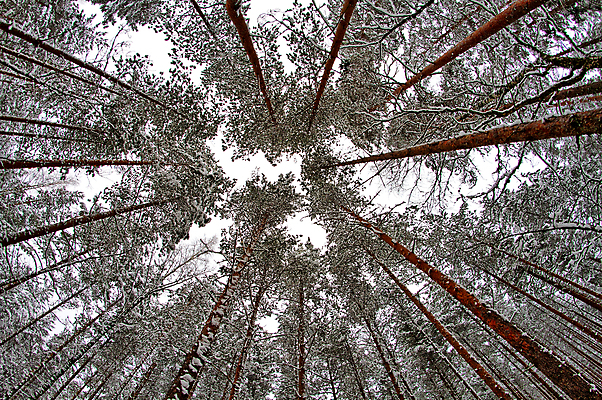 포토 JPG 해외이미지 나무 계절 유럽 백그라운드 잎 크리스마스 겨울 자연 벽지 아침 날씨 휴가 핀란드 풍경 사람없음 야외 초록색 냉동 산책 추위 덮개 흰색 나뭇가지 신선 황무지 잡지 정상 숲 부드러움 북쪽 무거움 눈보라 내추럴 감탄 눈내림 해외202004 해외포토 주간 식물 기념일 나라 컬러 휴식 눈_날씨 북유럽 간행물 뚜껑 감각 무게 방향 생태계 파일형식 이미지허브