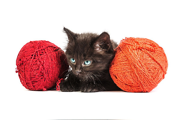 포토 JPG 해외이미지 동물 1 응시 줄 백그라운드 공 발 놀이 휴식 수염 털 사람없음 빨간색 반려동물 장난감 걷기 검은색 고양이 흰색 표현 아기 신생아 입 유머 작음 호기심 싱글 꼬리 수의사 고립 유래 혼란 해외202004 해외포토 시선 감정 컬러 컨셉 포유류 모션 사람 신체부위 의사 크기 파일형식 이미지허브